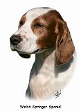 Welsh Springer Spaniel 9Y394D-046